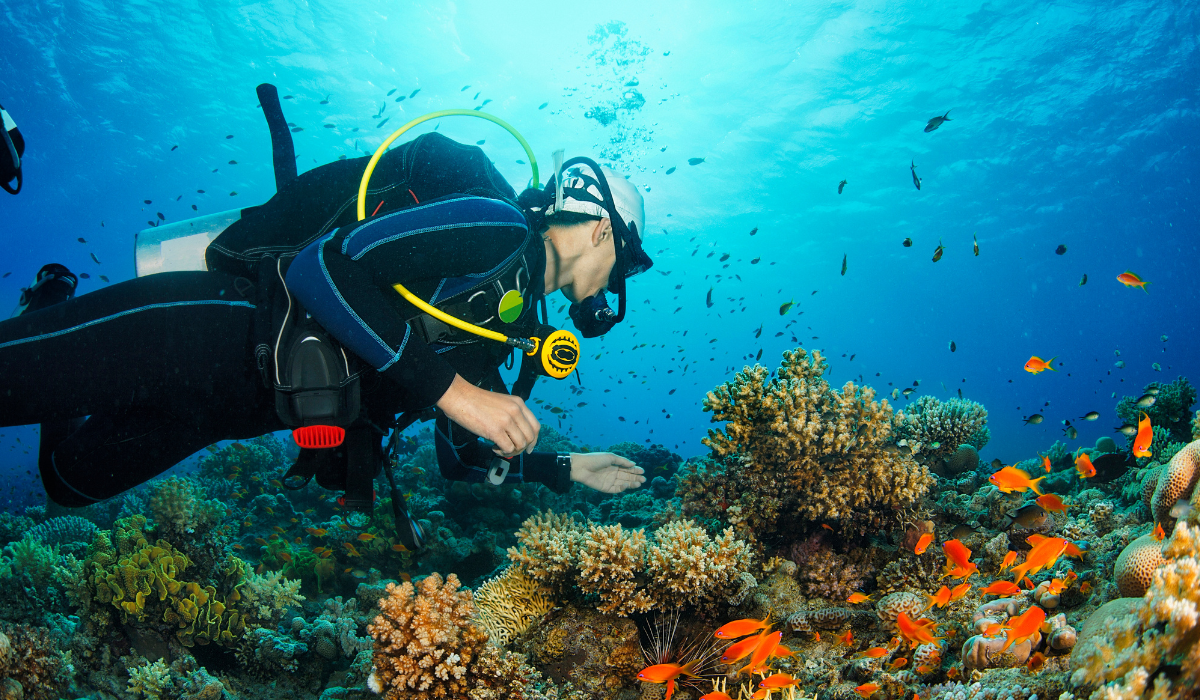 Scuba Diver enjoying a view of Underwater coral reefs.